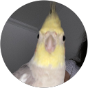 layla profile picture